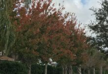 Vacaciones en Sussex