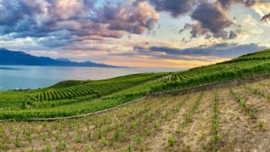 Regiones vinícolas de la UNESCO en Europa Central