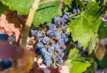 Conozca Plavac Mali, la uva favorita de Croacia