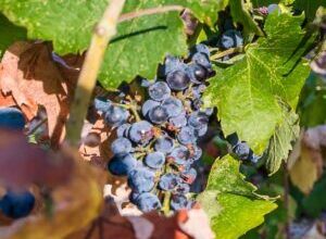 Conozca Plavac Mali, la uva favorita de Croacia