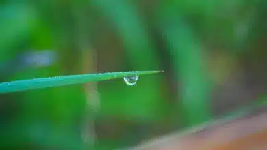 A water droplet in a leaf in Sri Lanka