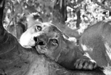 ojos de leon