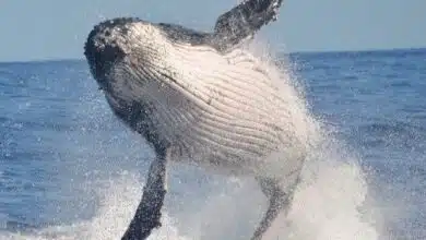 Avistamiento de ballenas en América del Sur: 6 lugares asombrosos