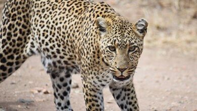Dónde ver los 5 grandes en Tanzania