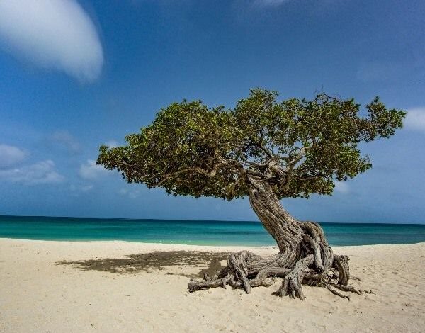 Lujo verde sin culpa en Aruba