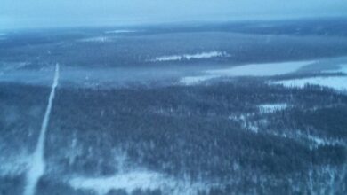 Bosque de Laponia desde el avión