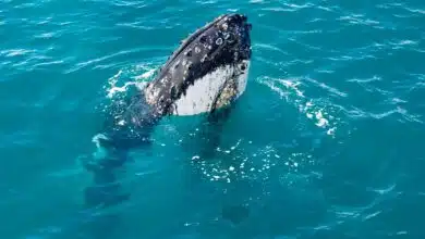 Humpback whale from the Spirit of Hervey Bay