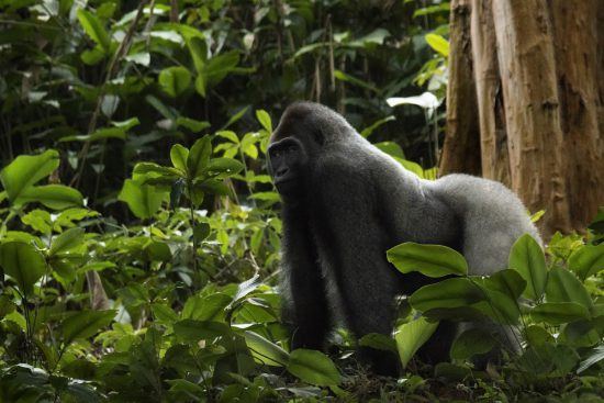 Los asombrosos gorilas de Ruanda