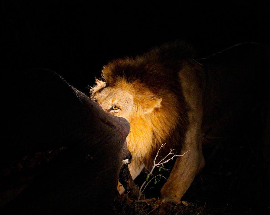 León en Silvan Safari festejando con cadáveres de elefantes en la noche