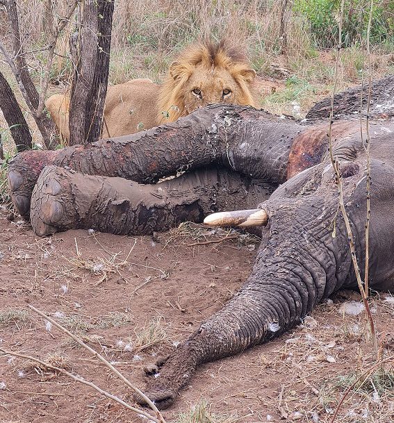 León asoma por encima de los cadáveres de elefantes durante Silvan Safari