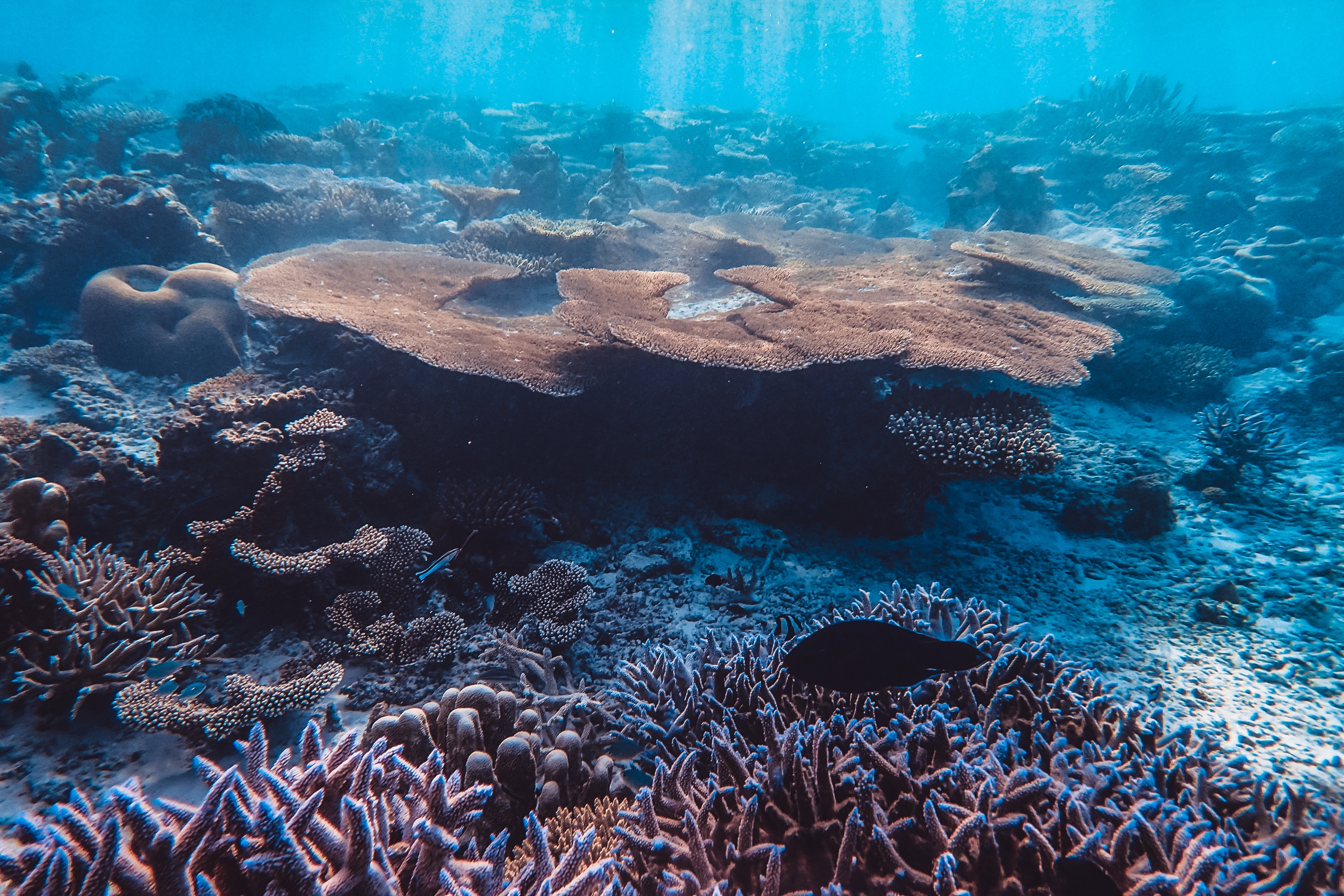 Arrecifes de coral submarinos
