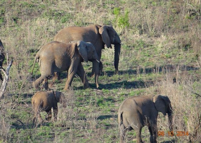 virtual safaris elephants and bush stories
