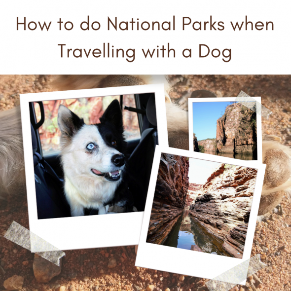 ir a un parque nacional con tu perro