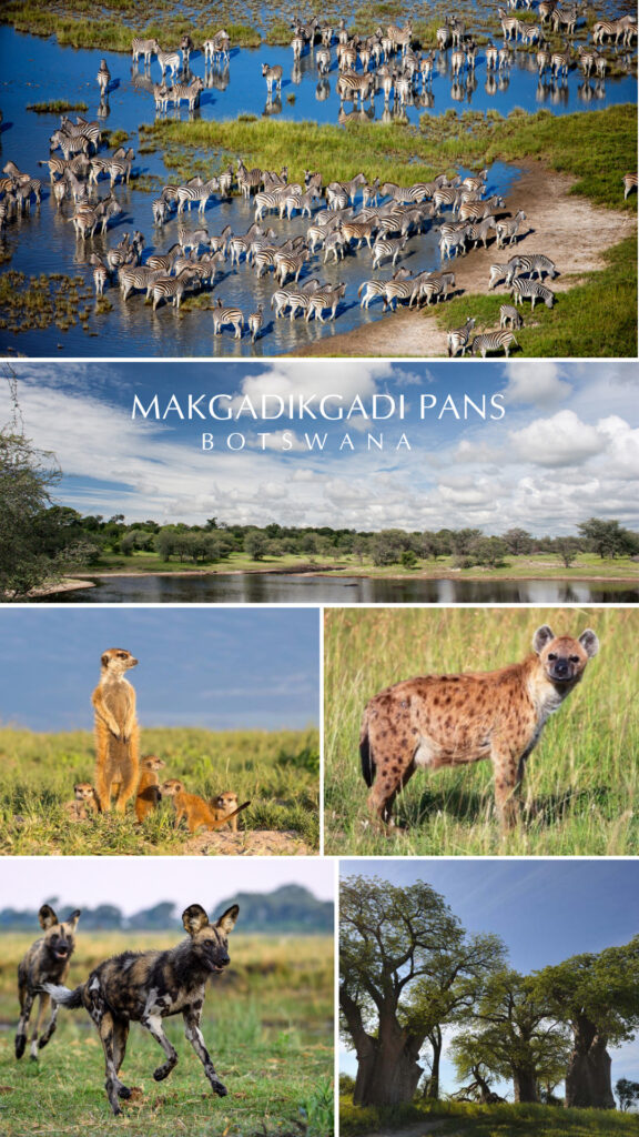Safari de temporada verde en las salinas Makgadikgadi de Botswana