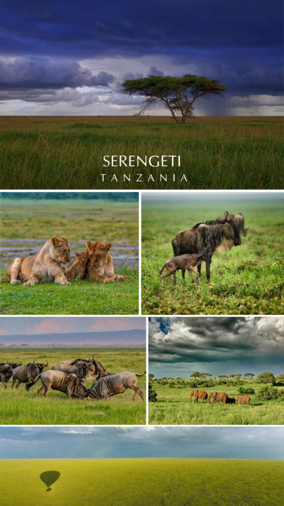 Temporada Verde en el Serengeti - Tanzania