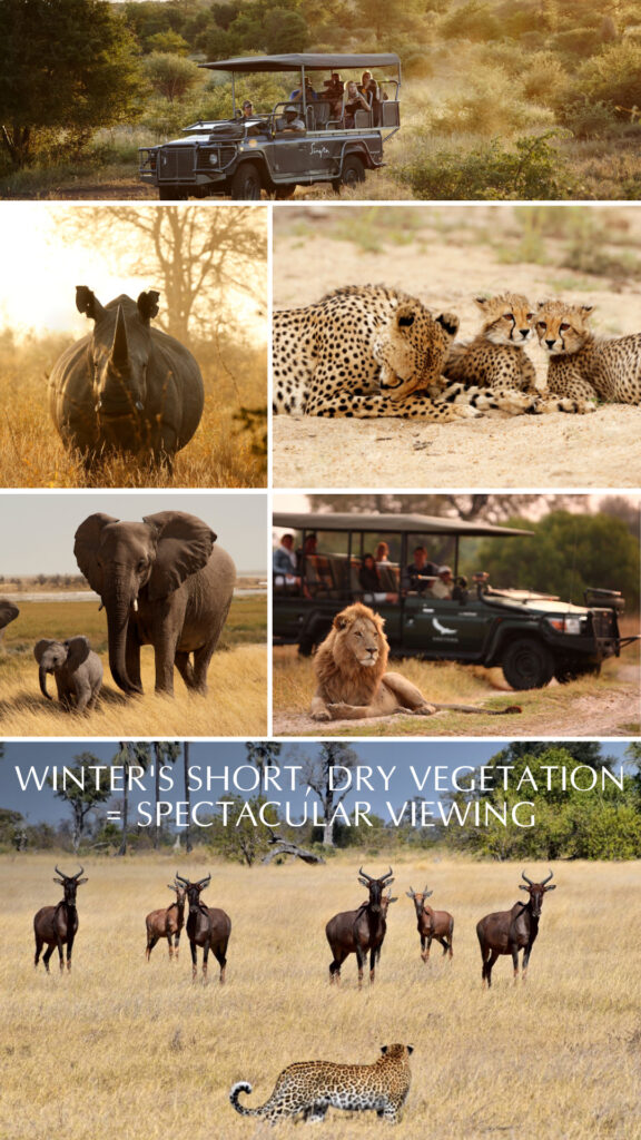 En los meses de invierno, la hierba corta y la vegetación seca hacen que la observación de animales sea excelente en toda África.