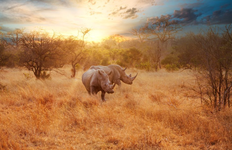 Rhino Africa está listo para viajar en 2022