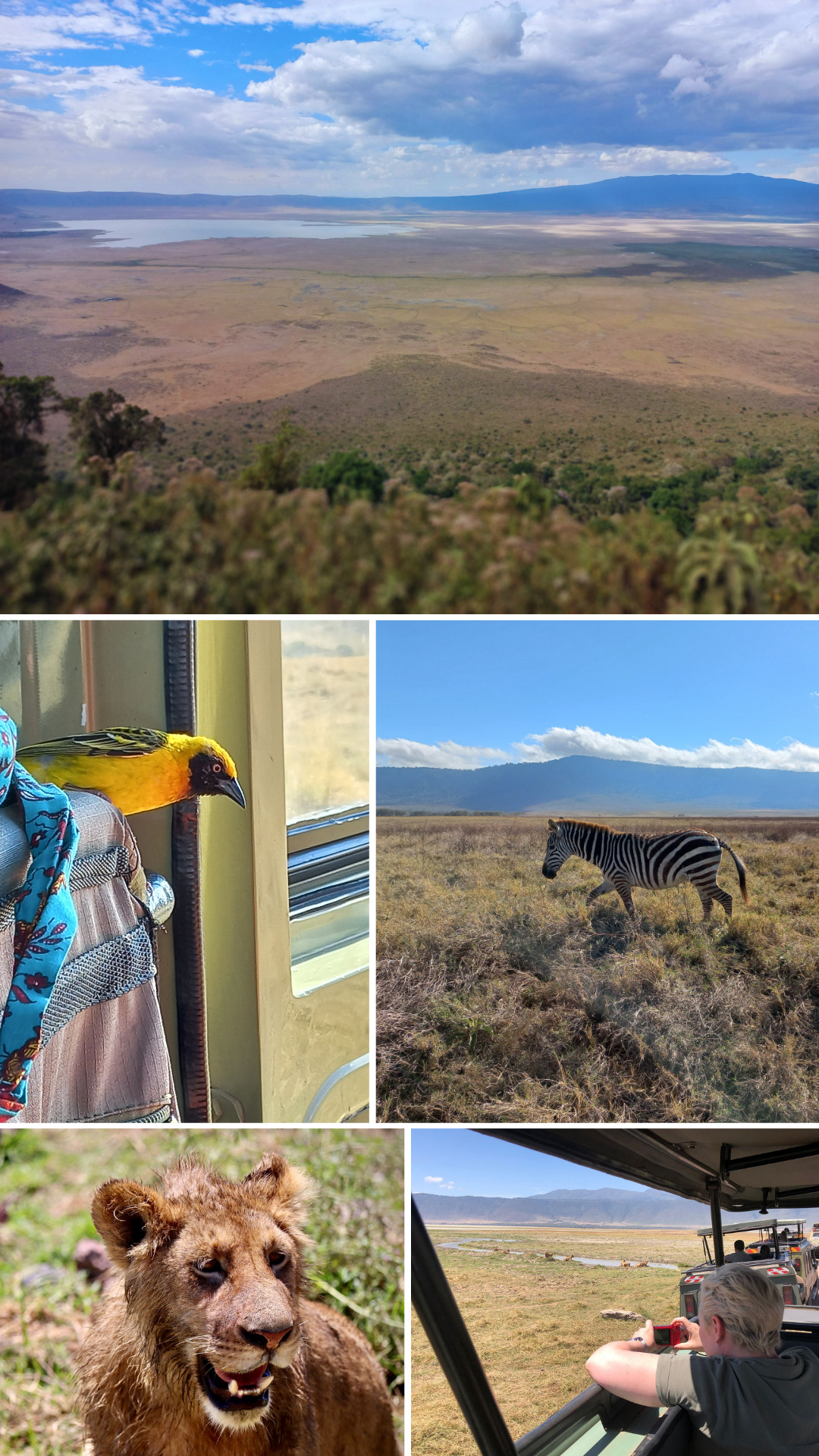 Fotos de Daisy del safari en el cráter de Ngorongoro