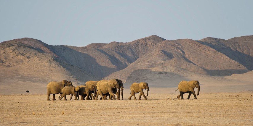 Una manada de elefantes vaga por Damaraland