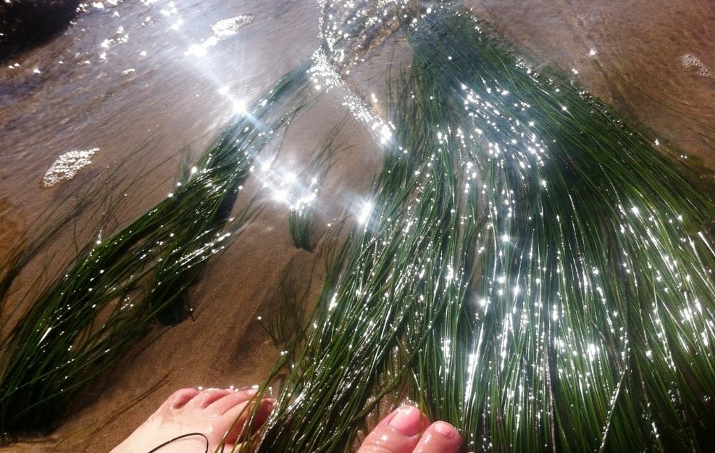 Pies en el agua con hilos verdes de algas