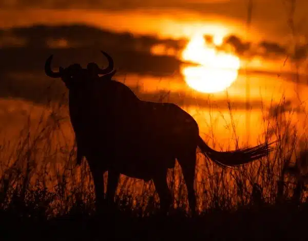 ¿Cuándo es el mejor momento para un safari en Kenia?