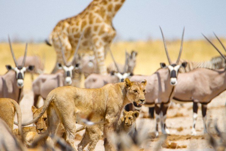 Leones, jirafas y gemspoke en Etosha, Namibia