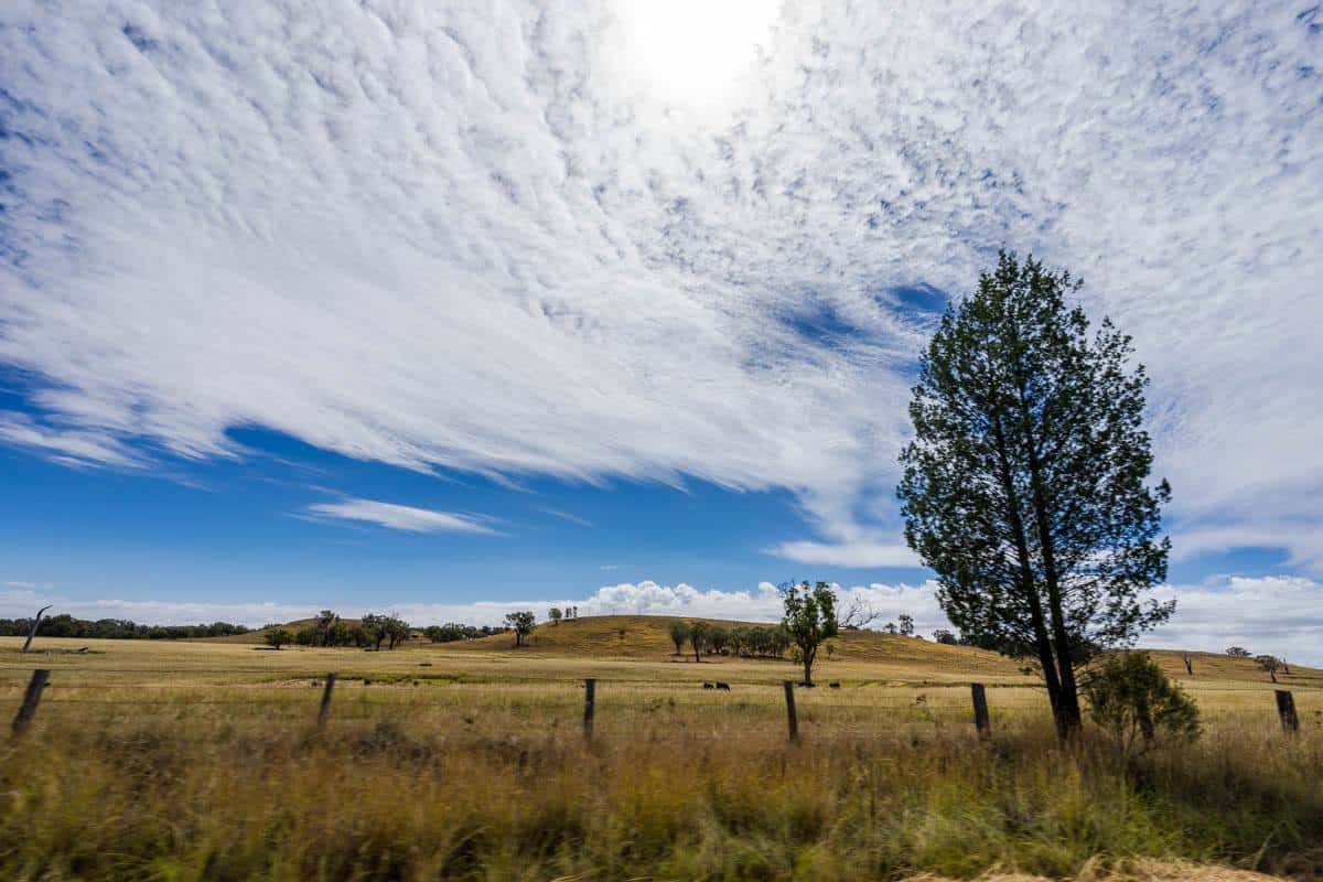 Viaje por carretera a Tree Cool Cloud NSW