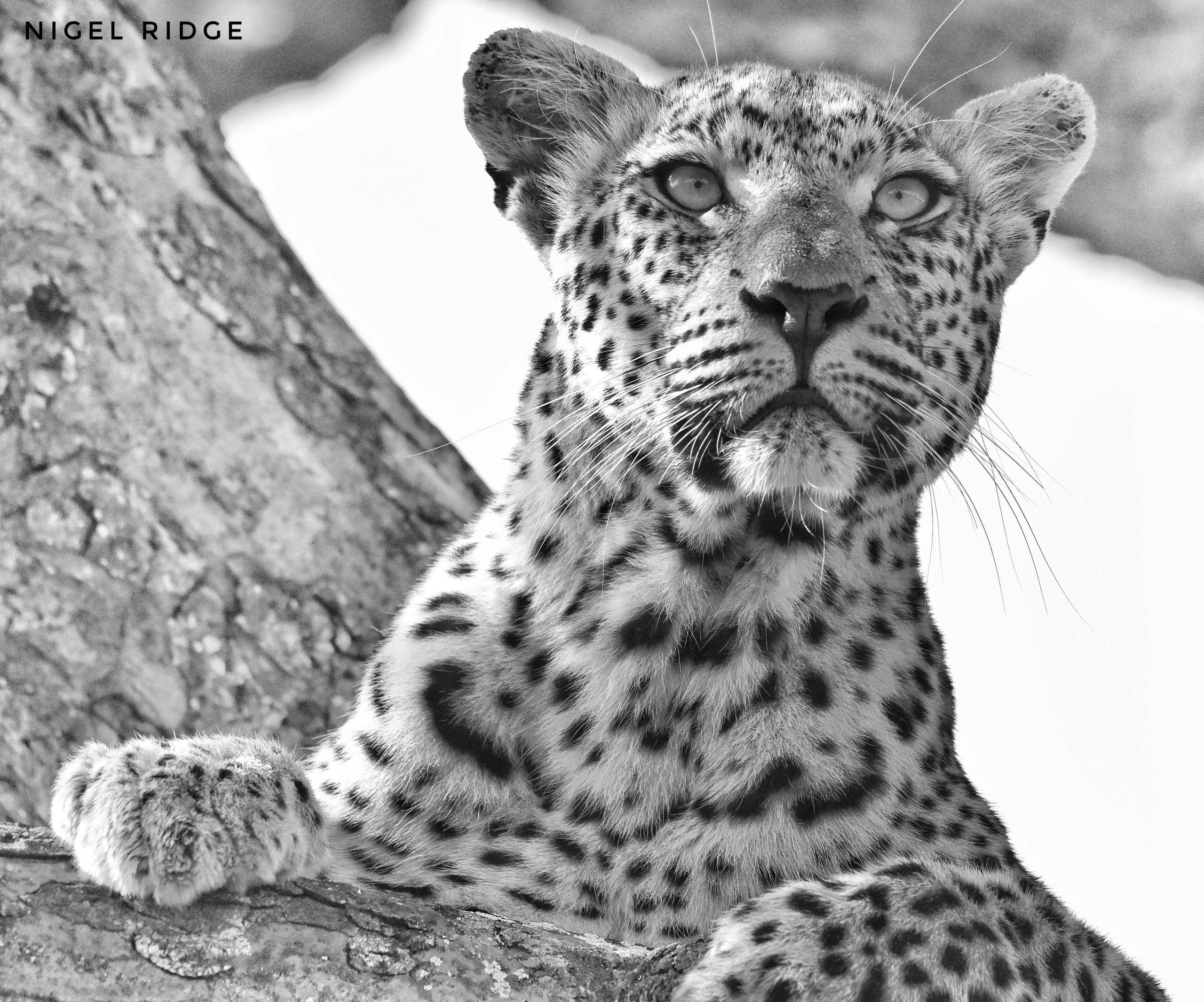 tiyani-leopard-silvan-b&n