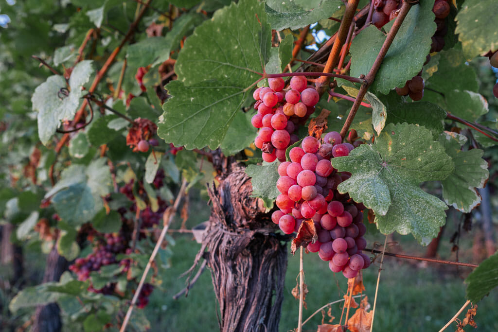 Uvas rojas en los viñedos de Alsacia 