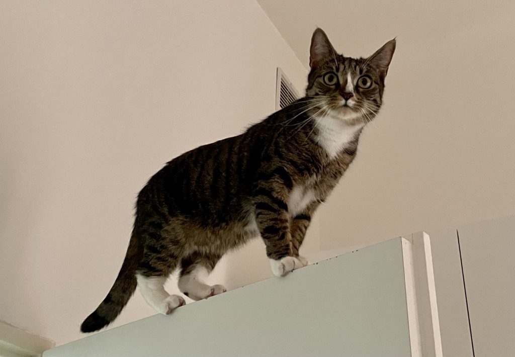 Lewis the gray and white tabby cat with a white stripe on his nose, perched on top of a door, walking it like a tightrope.