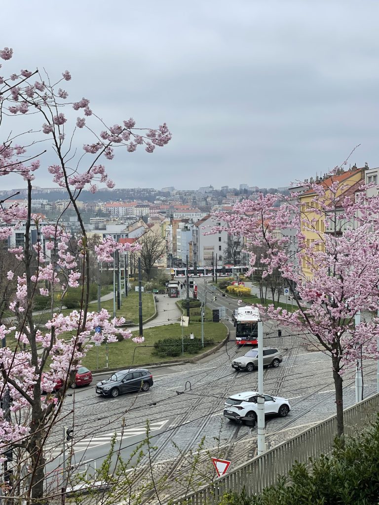 Two pale pink cherry blossom trees above a busy intersection surrounded by colorful buildings in Prague, underneath cloudy gray skies.
