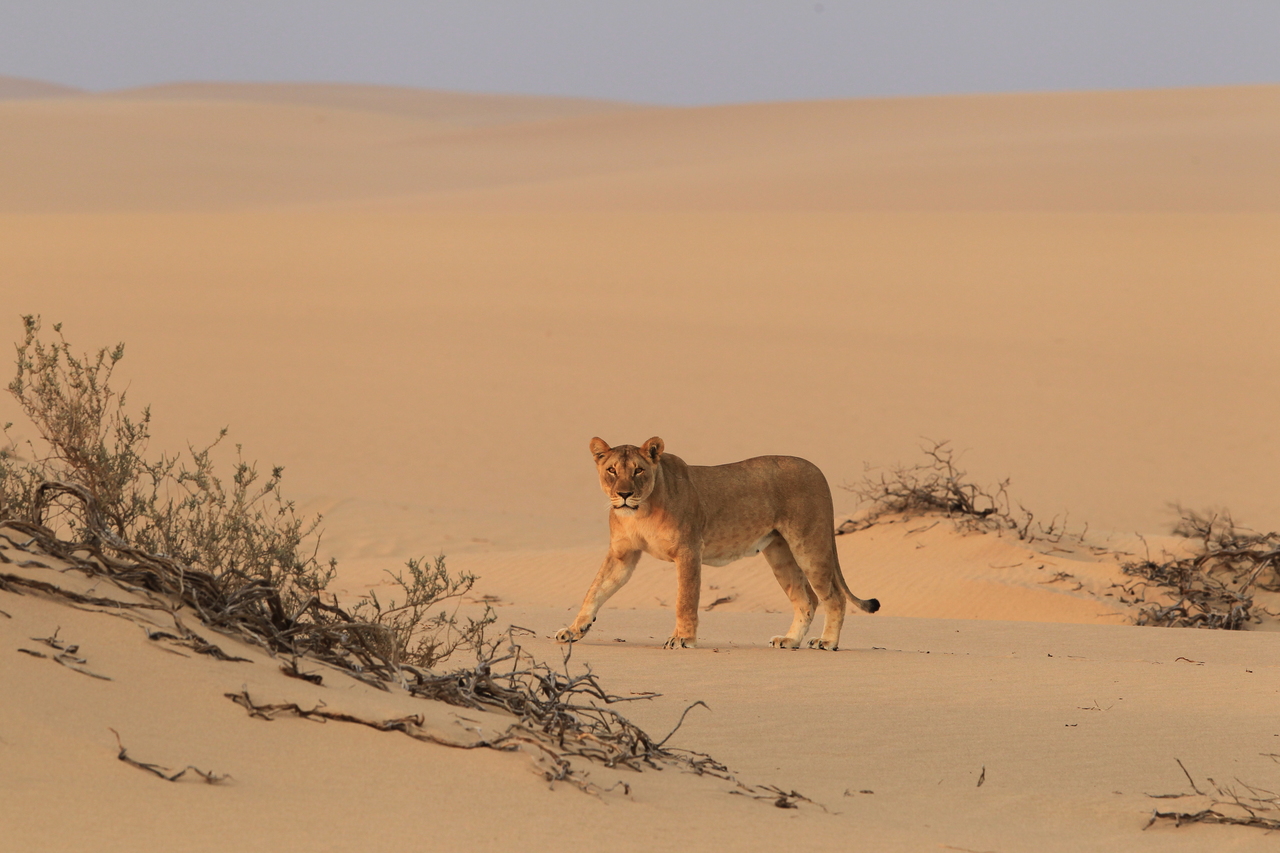 León del desierto de Namibia - Flip Stander