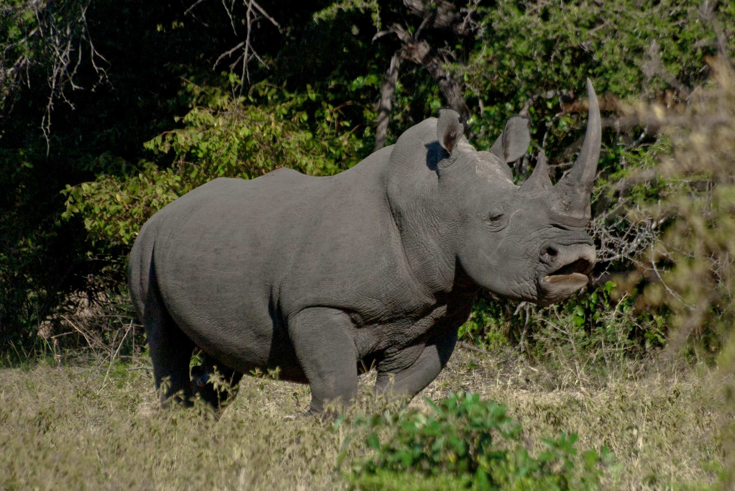 Uno de los rinocerontes blancos de Sylvain.