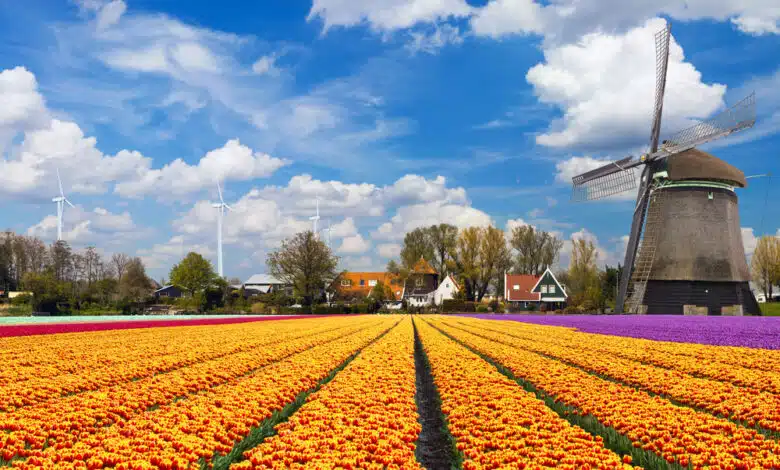 Campos de tulipanes en Holanda en primavera