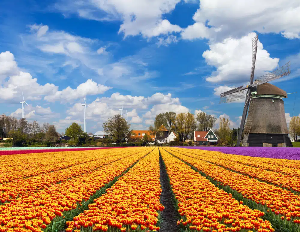 Campos de tulipanes en Holanda en primavera