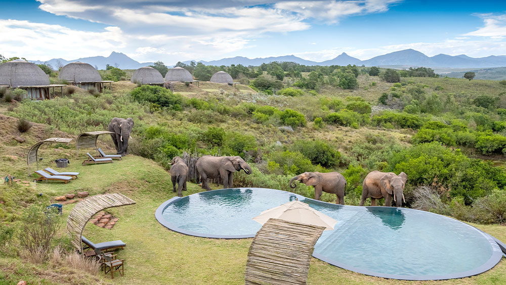 Elefantes en un estanque en Kwena Lodge, Gondwana