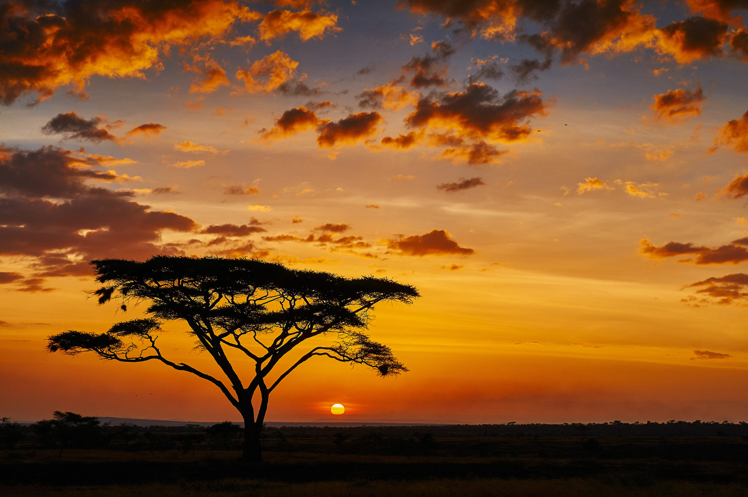 Swana - Puesta de sol - Serengeti