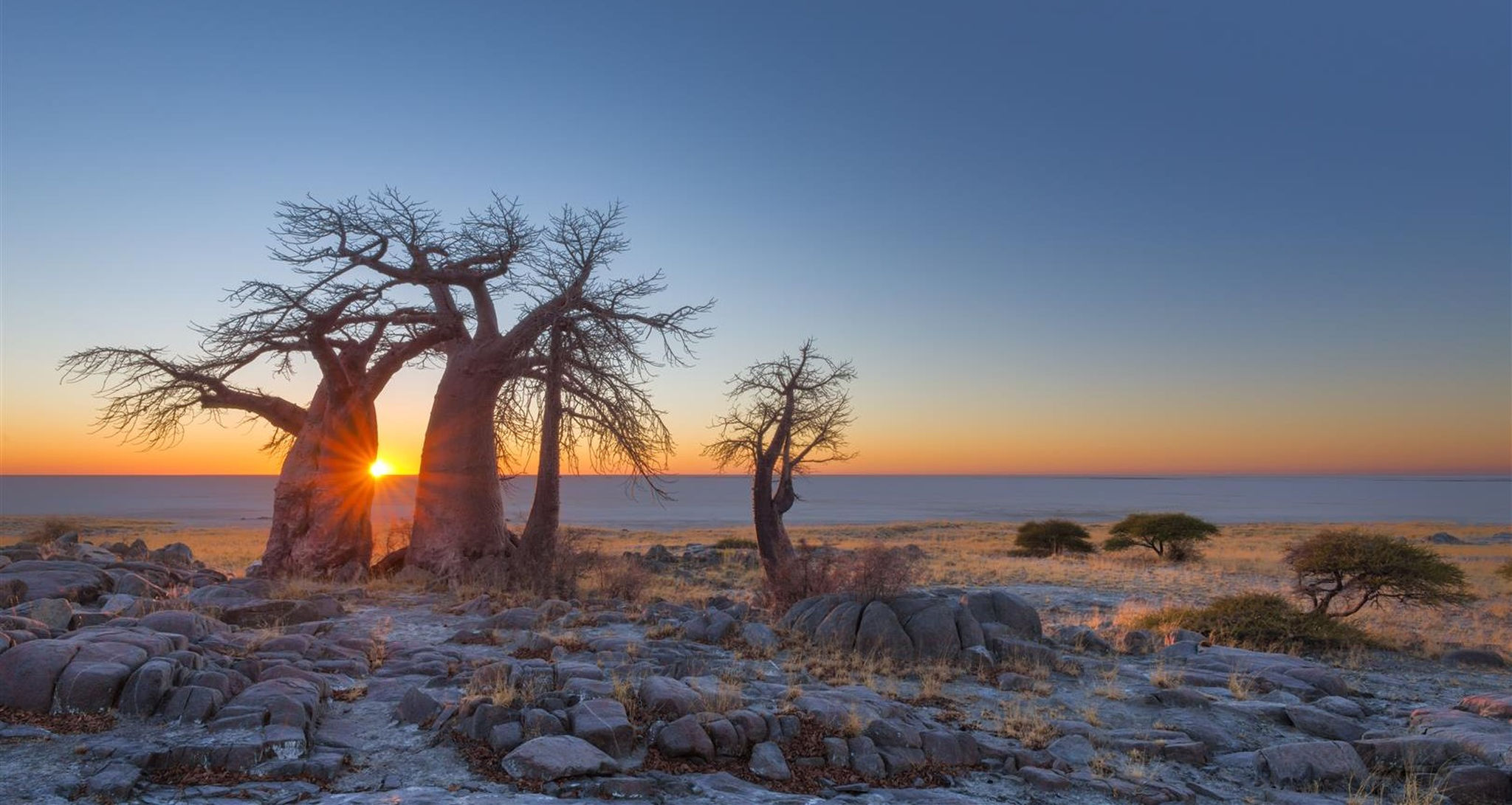 Árbol baobab al atardecer en el desierto de Kalahari, Botswana