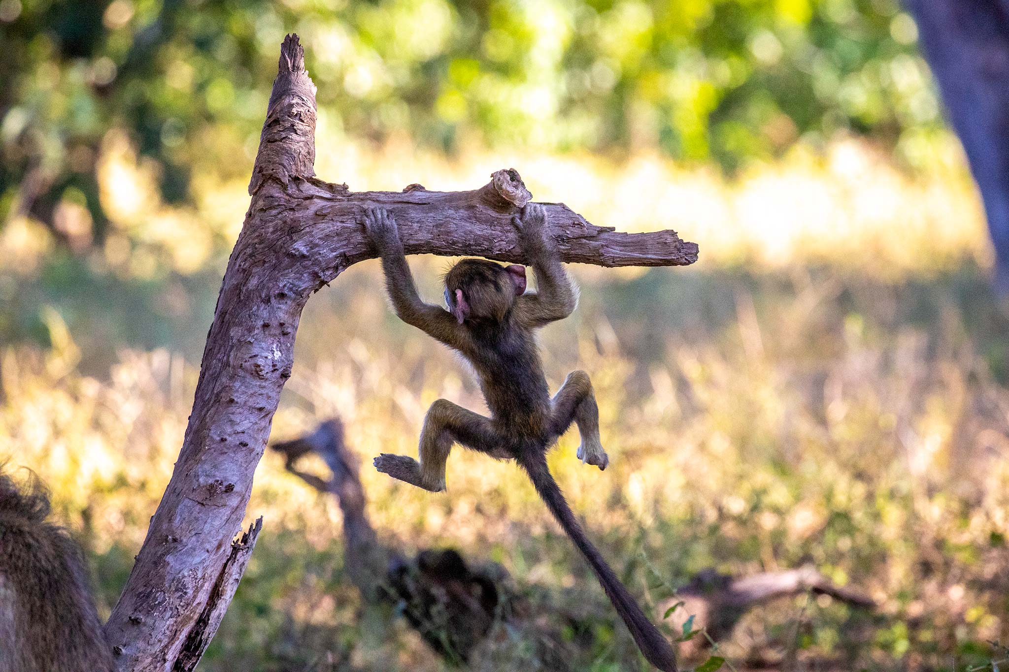 Bebé babuino escalando Chobe