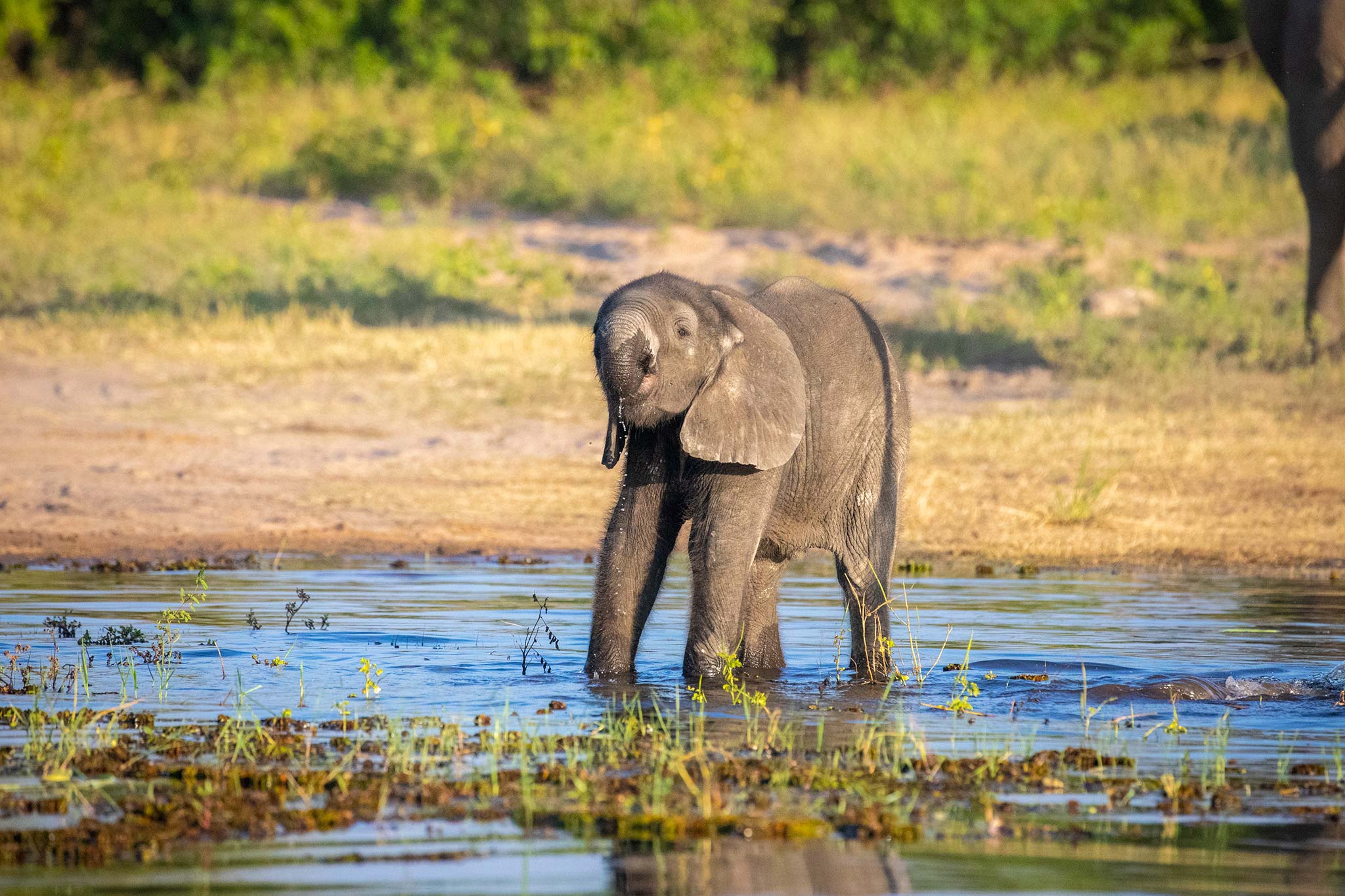 Bebé Elefante Bebe Río Chobe