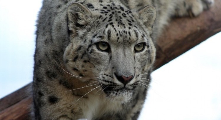 Snowleopard_male