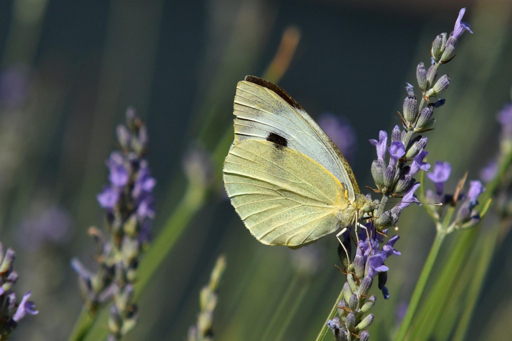 Imperial Butterfly Park en Austria en julio