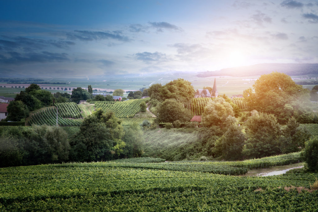 Paisaje de viñedos, Montagne de Reims, Francia |  champán auténtico