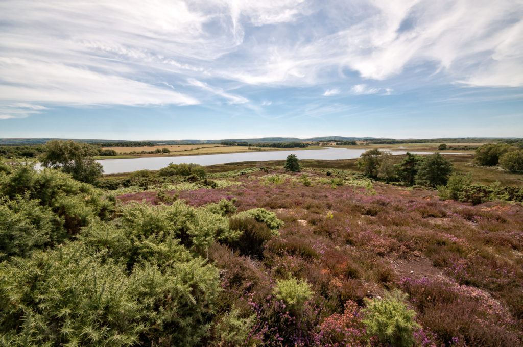 Reserva natural Arne RSPB en Dorset, Inglaterra