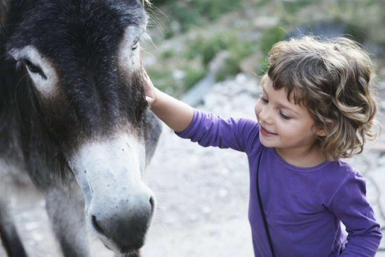 niña con una camisa morada sonriendo junto a un burro en un zoológico interactivo |  Las mejores cosas para hacer con niños en el Valle del Loira