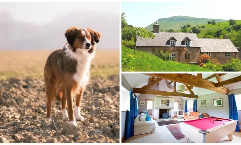 Valley Cottage - Vacaciones con mascotas - Gales
