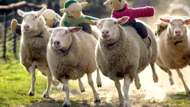 Carreras de ovejas en The BIG Sheep