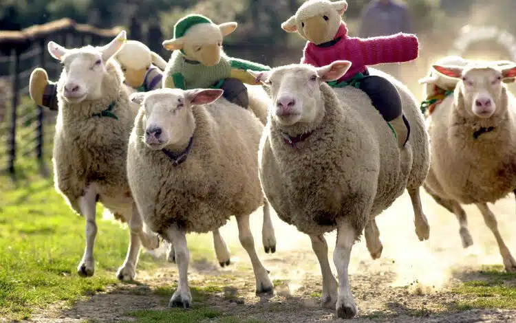 Carreras de ovejas en The BIG Sheep