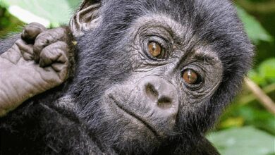 Trekking de gorilas en Uganda: la experiencia de lujo definitiva