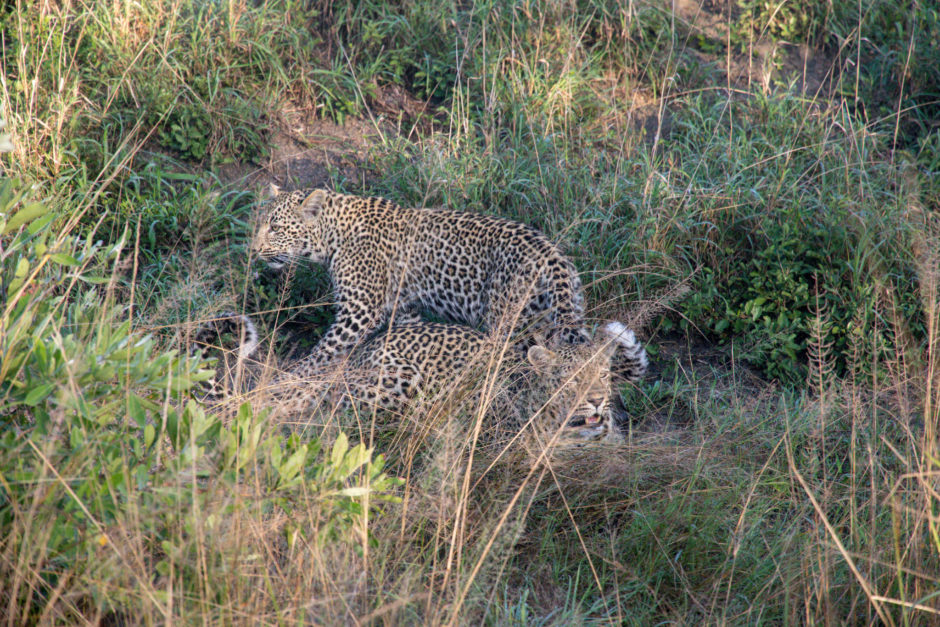 Kuchava, una leopardo hembra, juega con sus cachorros en la hierba